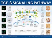TGF-β Signaling Pathway