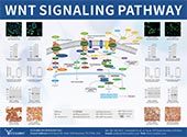 Wnt Signaling Pathway