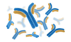 Recombinant Ab Production