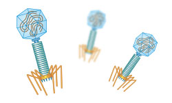 CUSABIO Phage Display Service