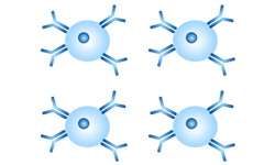 Mouse hybridoma screening