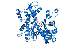 Recombinant Ab Production