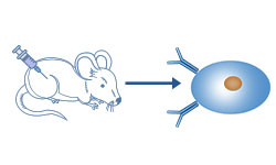 Monoclonal Ab Production