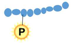 Modified Ab Production