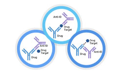 Anti-idiotype Antibody Production