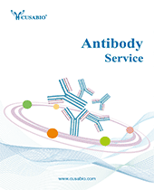 Antibody Service Brochure