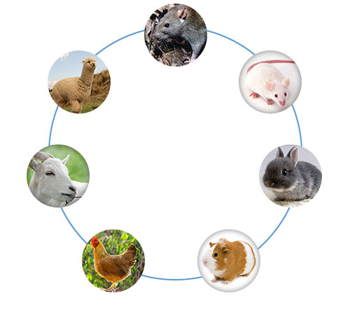 Antibody Host Species Options 02