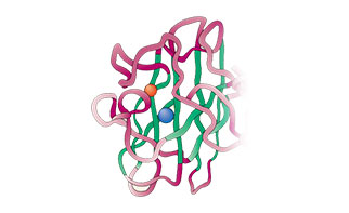 Antibody Immunogen Options Native Protein