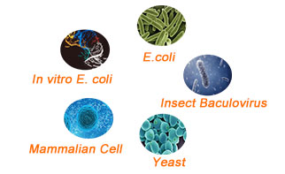 Antibody Immunogen Options Recombinant Protein