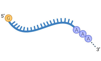 Antibody Immunogen Options mRNA