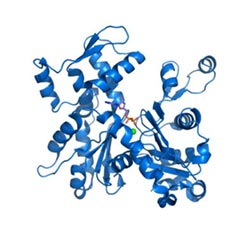Производство рекомбинантных антител