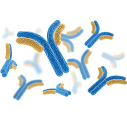Производство рекомбинантных антител