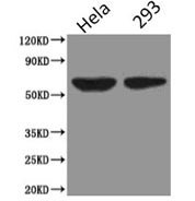 Western Blot validation of PODXL antibody