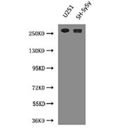 Western Blot validation of NES antibody