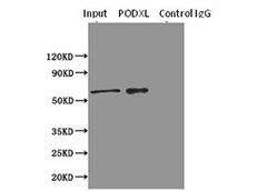 IP validation of PODXL antibody