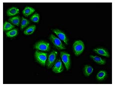 IF validation of NES antibody