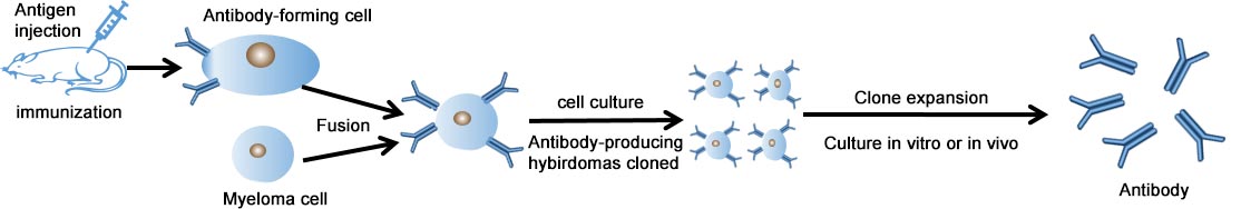 Production process of Cusabio custom monoclonal antibody