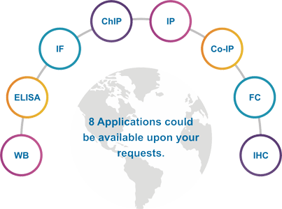 Antibody Multiple Applications Options