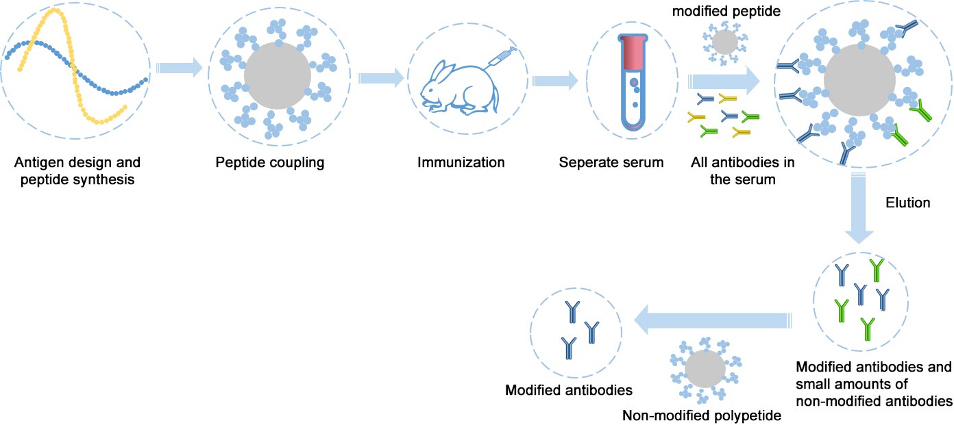 Production process of Cusabio custom modification-specific antibody