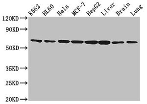 Positive Western Blot application