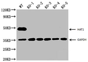 WB application of an antibody