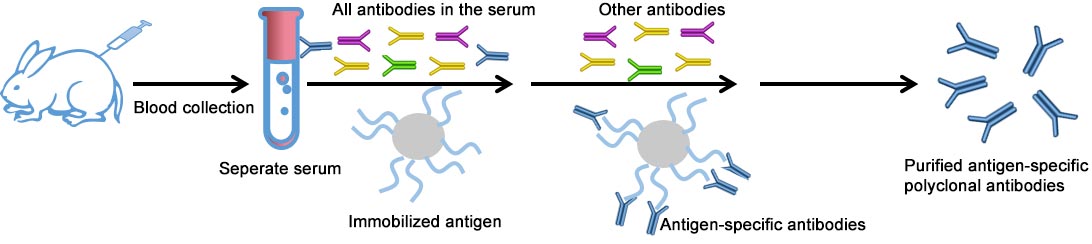 production process of Cusabio custom polyclonal antibody