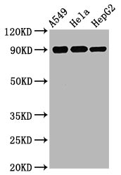 WB application of Phospho-RSK1 antibody