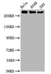 WB application of Phospho-POLR2A antibody