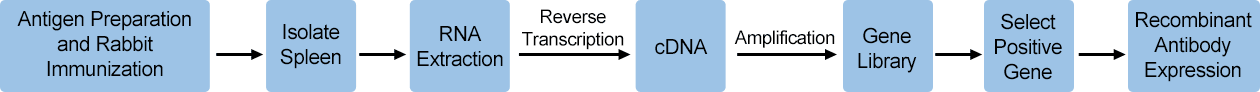 production process of Cusabio custom recombinant antibody