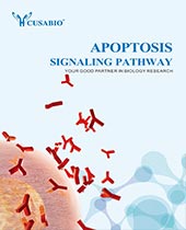 Apoptosis pathway