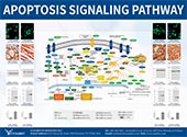 Apoptosis signaling pathway