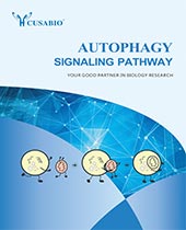 Autophagy pathway