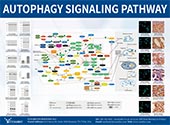 Autophagy signaling pathway