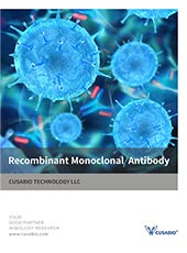 Recombinant Monoclonal Antibody