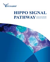 Hippo Pathway catalogue