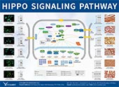 Hippo Signaling Pathway poster