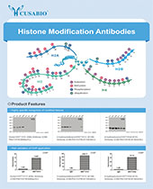 Histone Modified Antibodies brochure