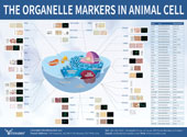 Organelle Markers Signaling Pathway