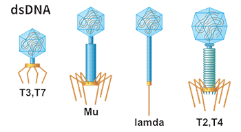 Different Phages of Phage Display Systems