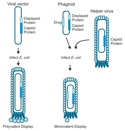 Different Vectors of Phage Display Systems