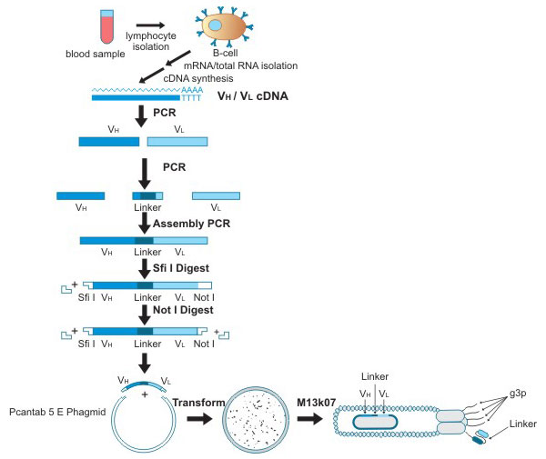 phage display library construction