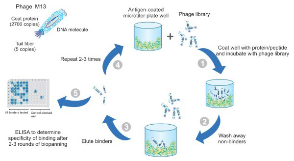 Phage display library screening