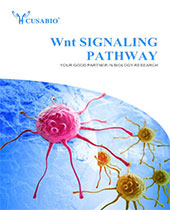 Wnt Signaling Pathway brochure