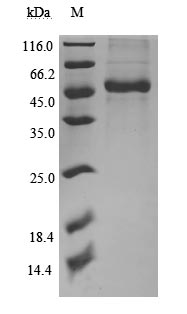 protein Validated by SDS-PAGE