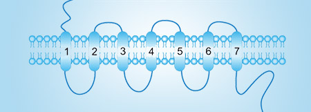 Chemokine Receptors