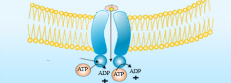 ATP-binding Cassette