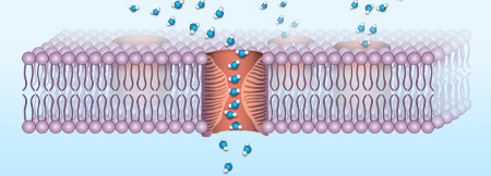 Aquaporin