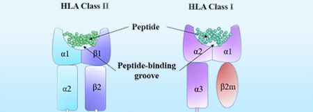 Human Leukocyte Antigen