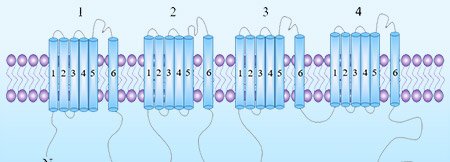 Ion Channels