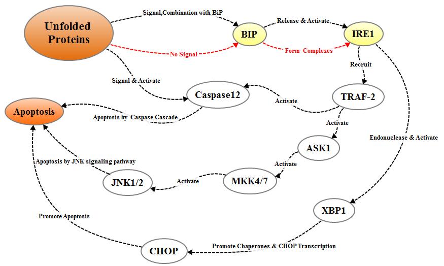 Apoptosis mediated by endoplasmic reticulum